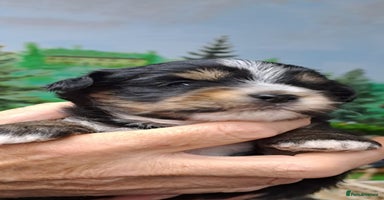 Yorkshire Terrier dogs - Advert 1