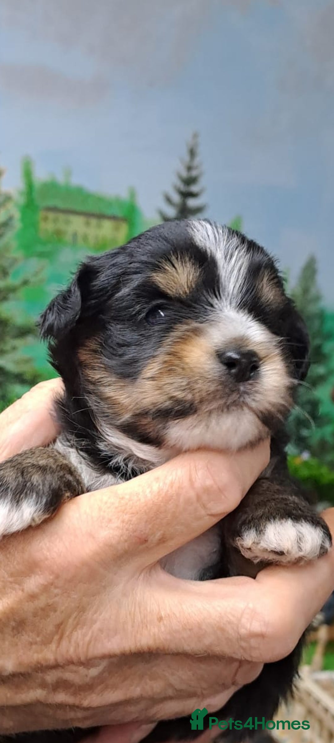 Yorkshire Terrier dogs for sale: Biewers yorkshire terriers  - Image 1