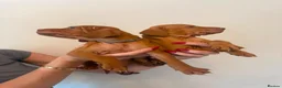 Hungarian Vizsla dogs for sale: KC Hungarian Vizsla Puppies - Advert 10