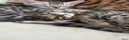 Bengal cats for sale: 2 bengal kittens for sale  - Advert 5