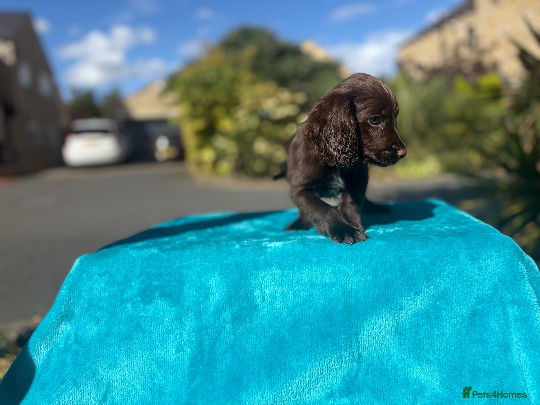 Cocker Spaniel dogs for sale: Beautiful boy cocker spaniel, ready now 💙 - Image 6