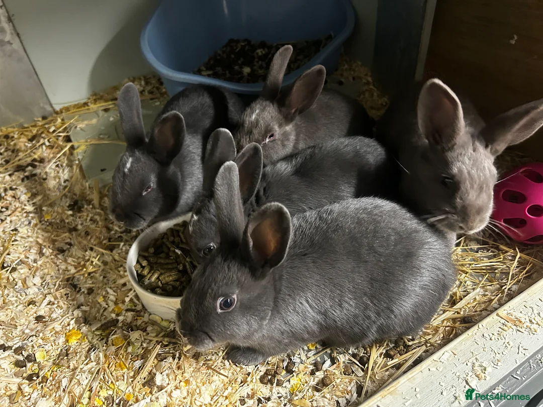 Rex rabbits for sale: Rex Rabbits x 5 - Advert 3
