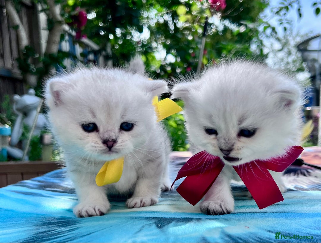 British Shorthair cats for sale: READY NOW ‼️🏆CHAMPIONS Bloodline BSH GCCF. - Image 18