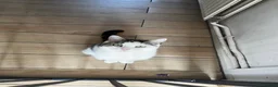 Mixed Breed cats for sale: 4 beautiful fluffy kittens, available now! - Advert 3
