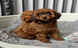 Toy Poodle dogs for sale: Kc reg toy poodle puppies - Image 4