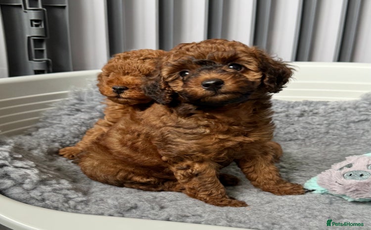 Toy Poodle dogs - Advert 1