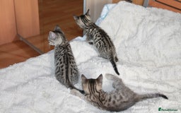 Bengal cats for sale: Adorable, affectionate, so cute kittens for sale!! - Image 30