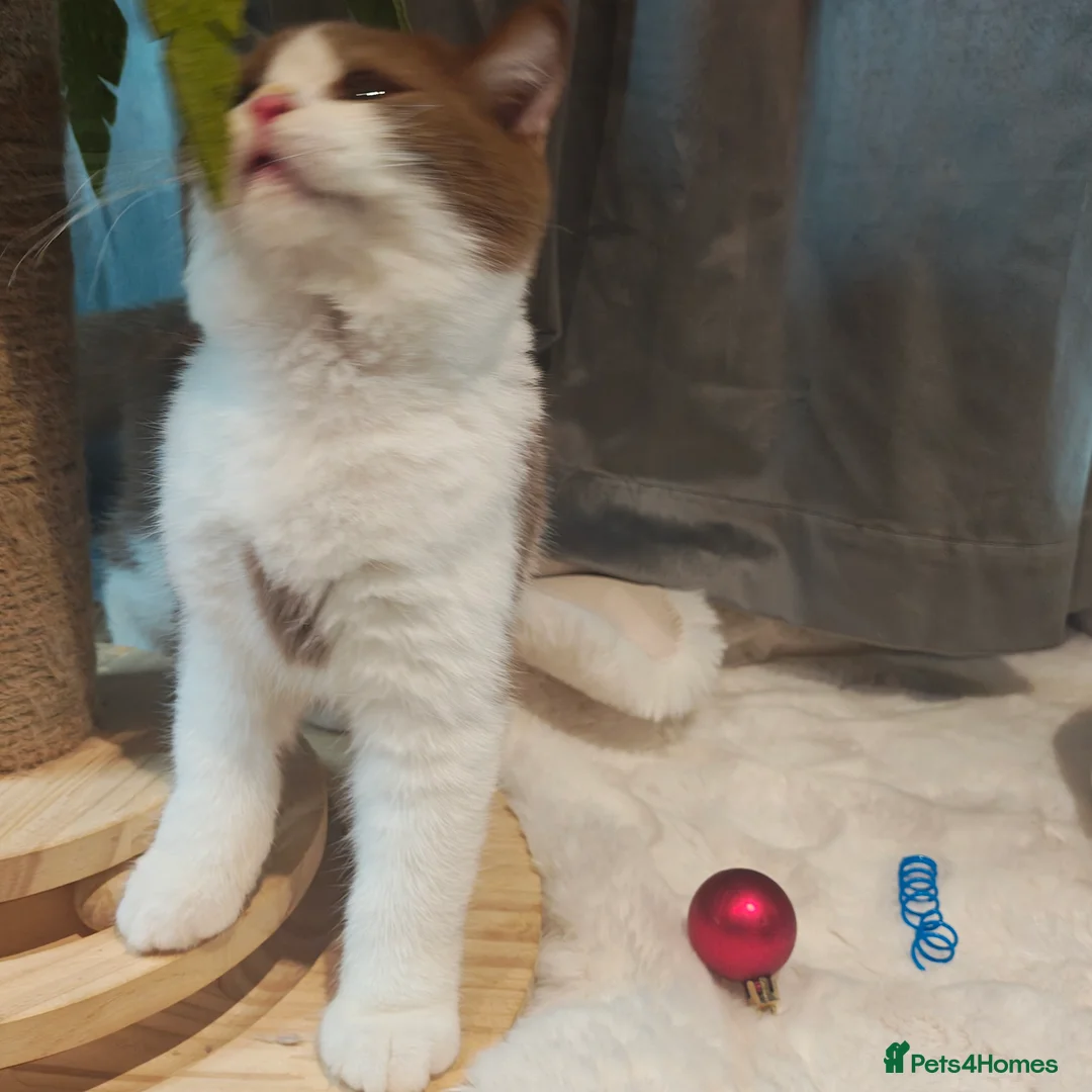 British Longhair cats for sale: Tica registered cinnamon bi colour  - Advert 2