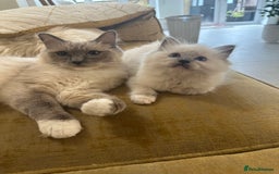 Ragdoll cats for sale: GCCF & TBRCC registered lilac Ragdoll kittens - Image 1