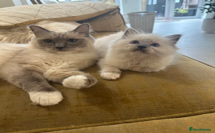 Ragdoll cats - Advert 2