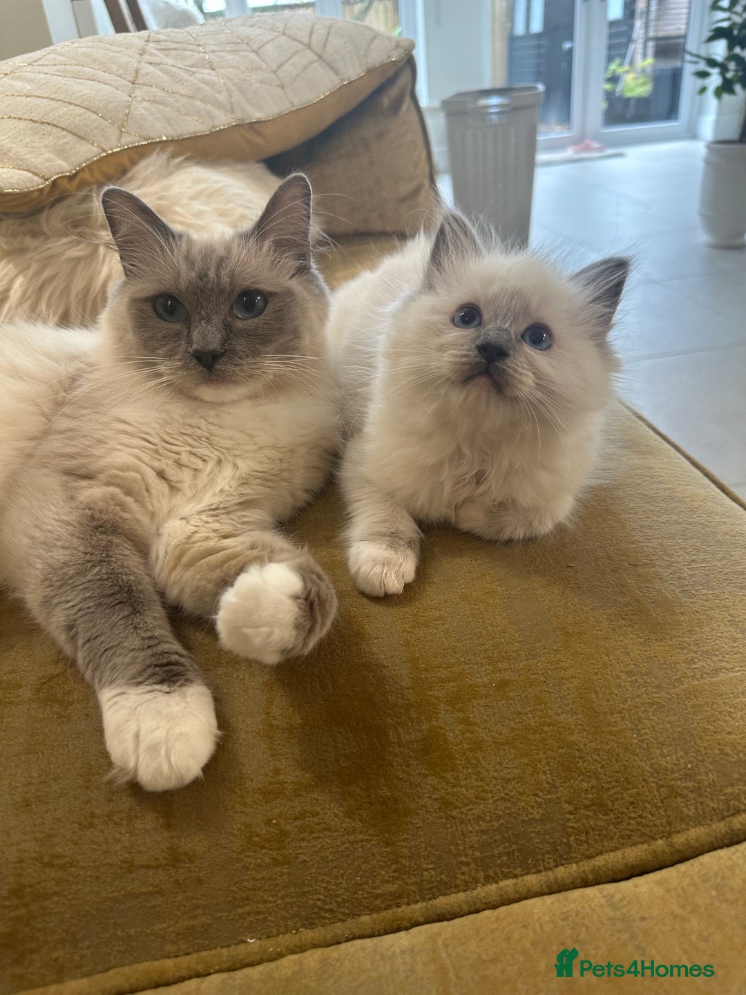 Ragdoll cats for sale: GCCF & TBRCC registered lilac Ragdoll kittens - Image 1