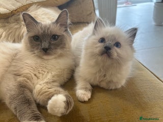 Ragdoll cats - Advert 5