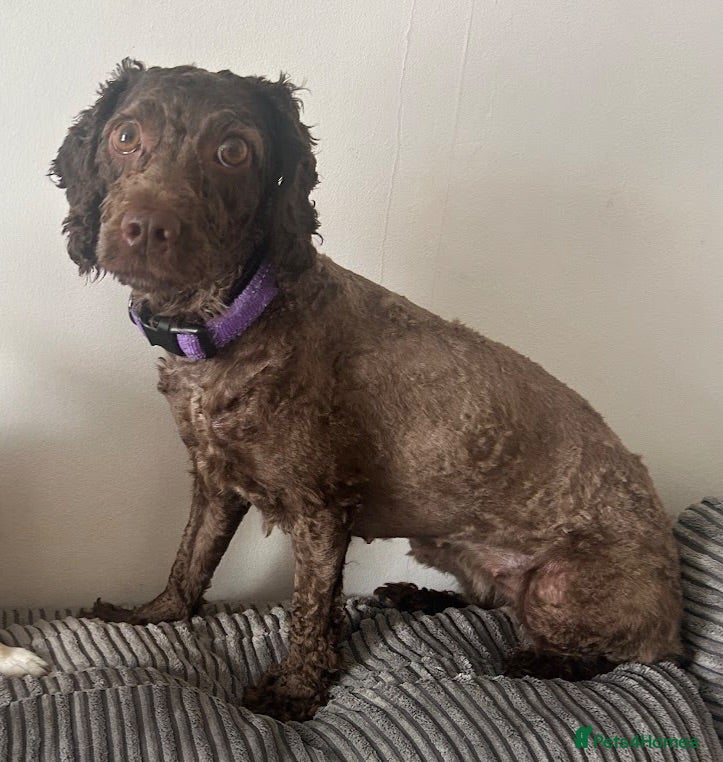 Cockapoo dogs Female Cockapoo looking for a loving home - Advert 2