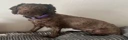 Cockapoo dogs for sale: Female Cockapoo looking for a loving home - Advert 1
