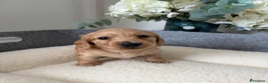 Miniature Dachshund 1
