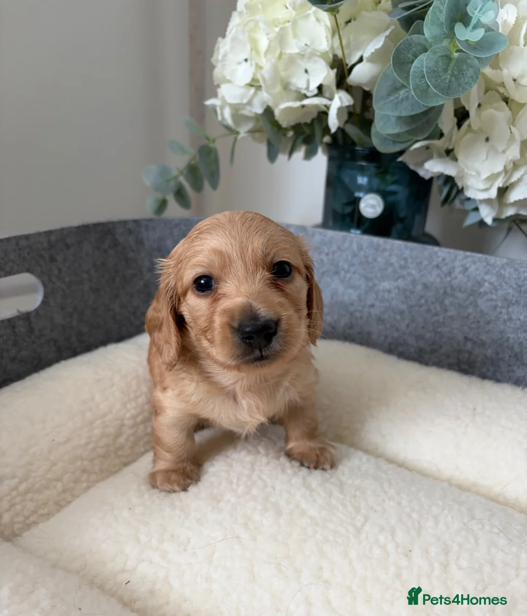 Miniature Dachshund dogs for sale: KC Reg, Health Tested Mini Longhaired Puppies  - Advert 22