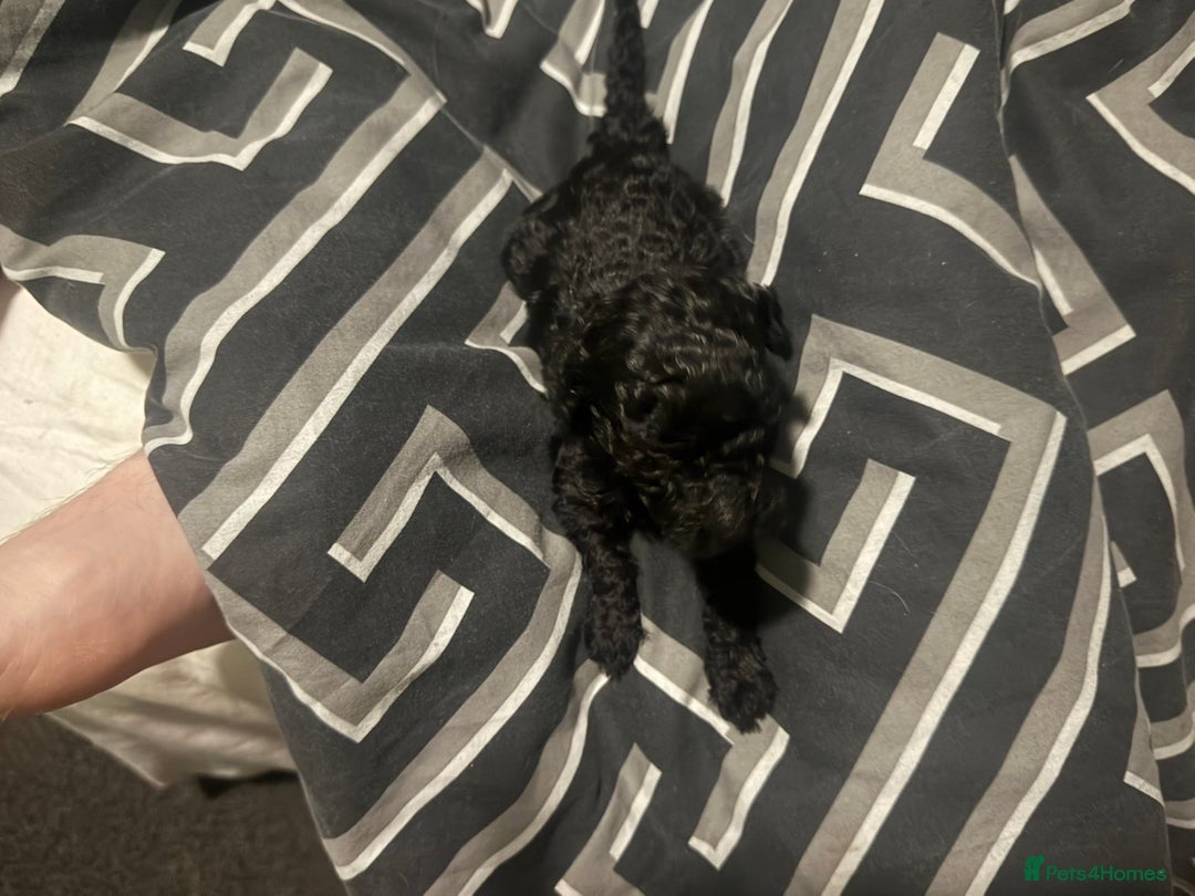 Cockapoo dogs for sale: Cockapoo pups - Advert 6