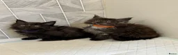 Maine Coon cats for sale: Ready in 1week Female Maine Coon Kittens Available - Advert 4