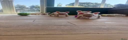 French Bulldog dogs for sale: French bulldog puppies- Ready to leave  in York - Advert 5