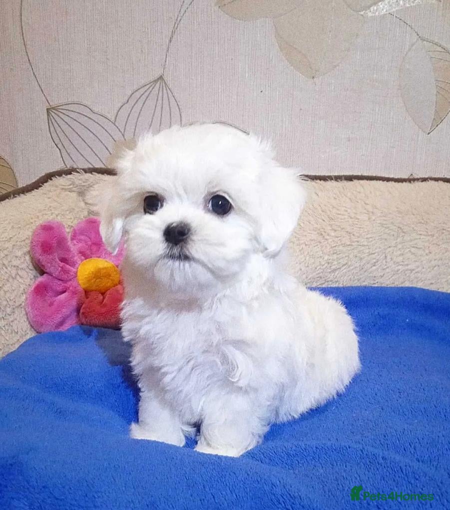 Maltese dogs Korean mini Maltese Boy  - Advert 2