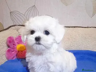 Maltese dogs Korean mini Maltese Boy - Advert 2