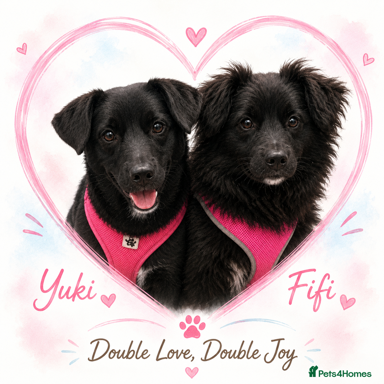 Mixed Breed dogs ❤️🐶 YUKI & FIFI – TWO HEARTS, ONE DREAM🏠 - Advert 1