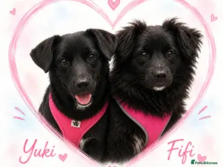 Mixed Breed dogs โค๏ธ๐ถ YUKI & FIFI โ TWO HEARTS, ONE DREAM๐ - Advert 5
