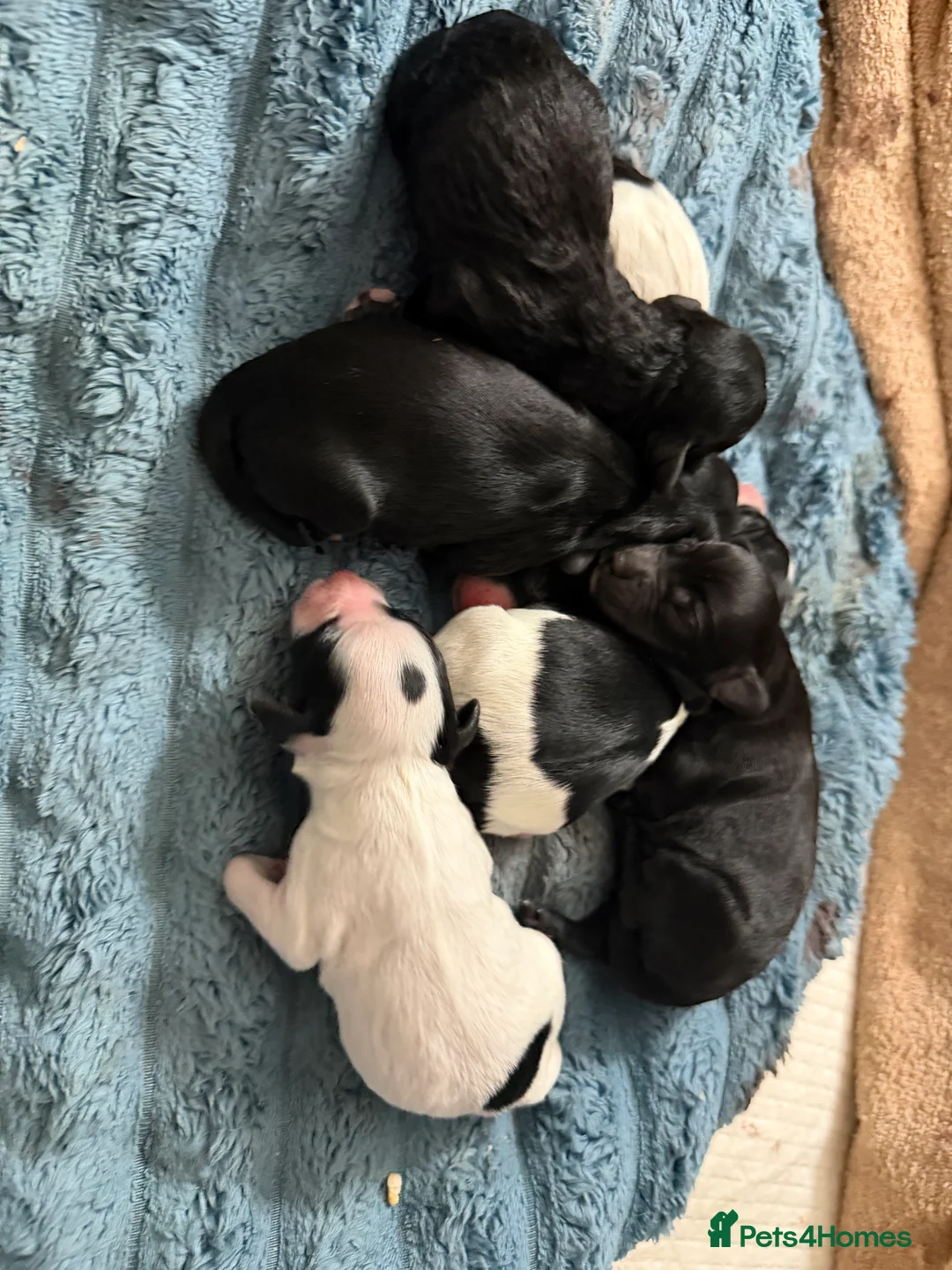 Cockapoo dogs for sale: Gorgeous cockapoo puppies in Pontypridd - Advert 3