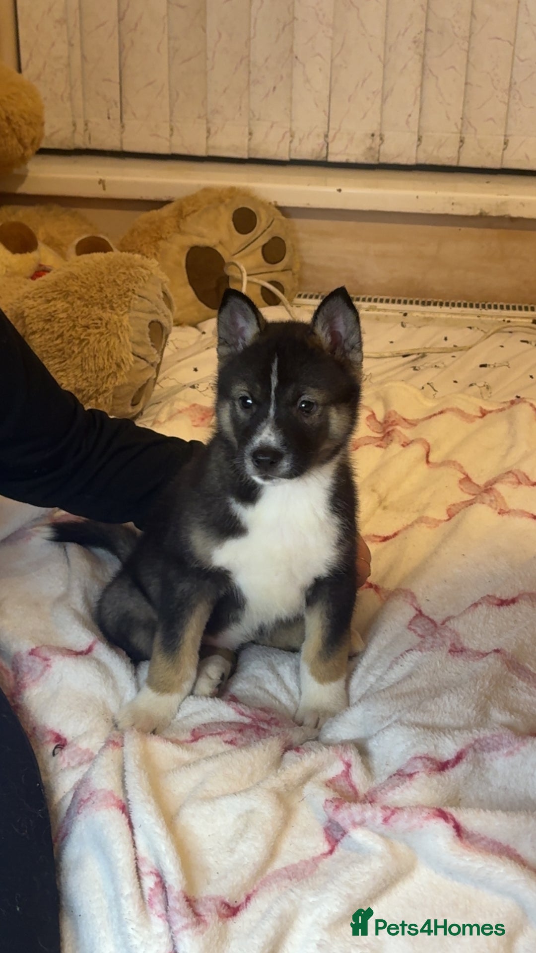 Siberian Husky dogs for sale: Siberian husky  - Advert 12