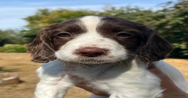 English Springer Spaniel dogs - Advert 1