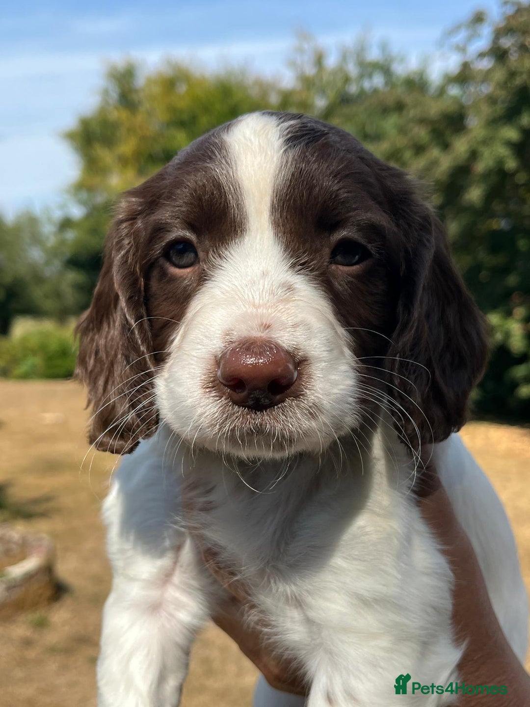 English Springer Spaniel dogs for sale: English Springer Spaniel Puppies - Image 3