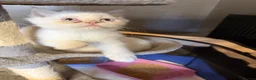 Persian cats for sale: Lovely Persian kittens 1 girl 3 boys  in Telford - Advert 8