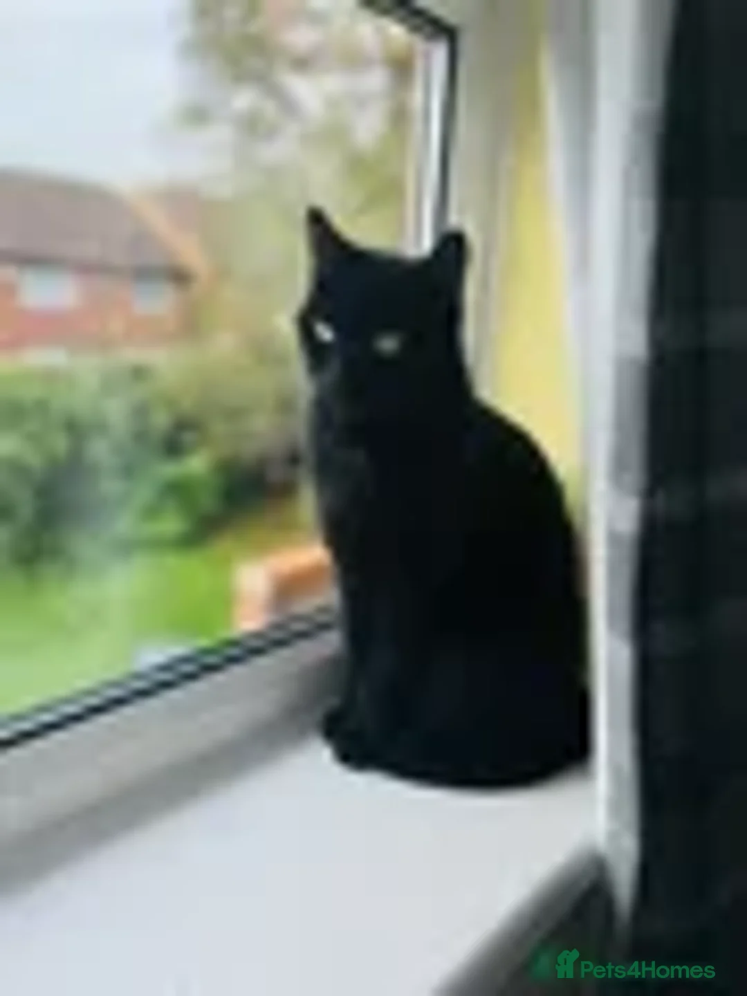 Bombay cats for sale: Adult cat looking for forever home  - Advert 2
