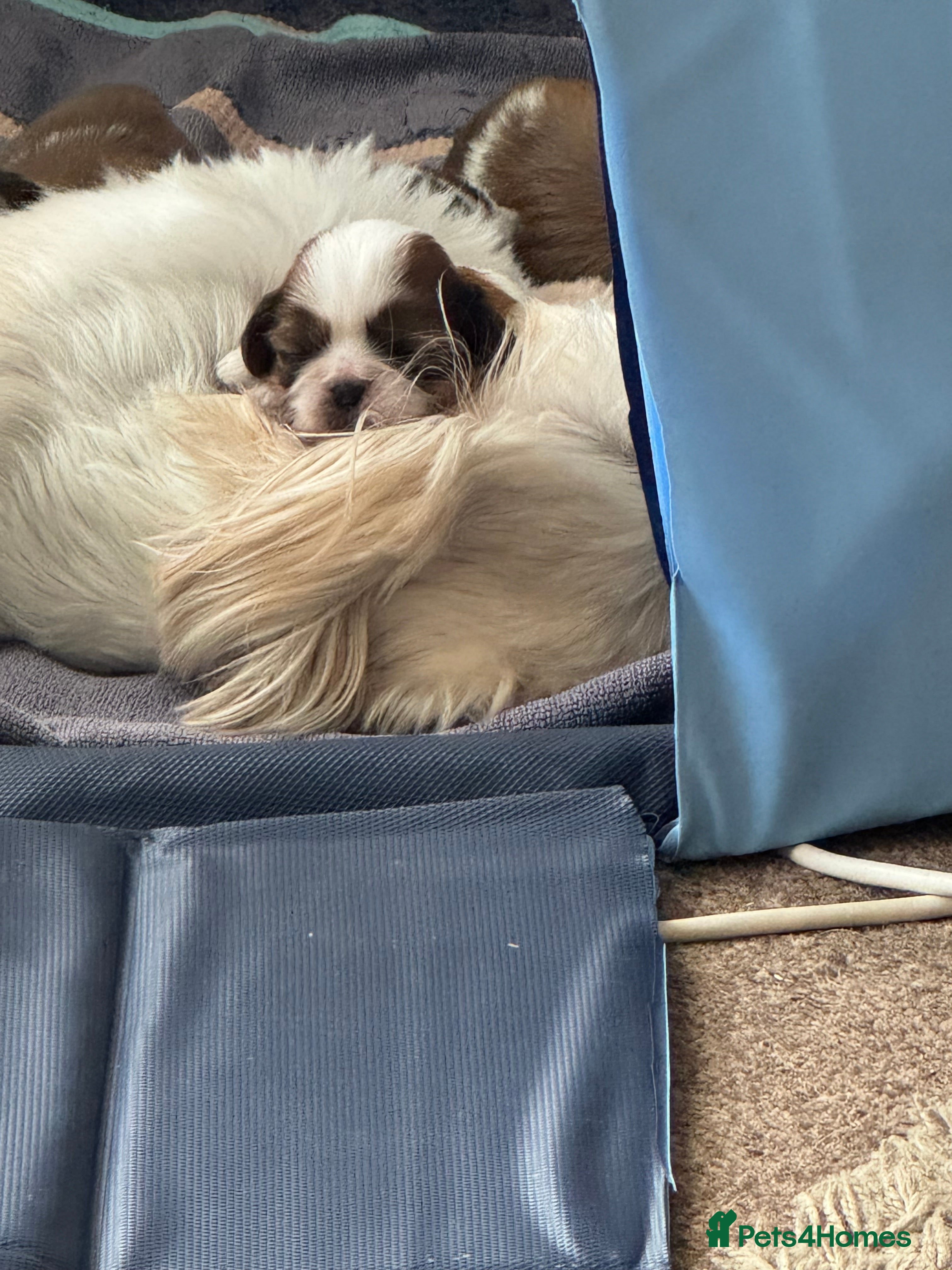 Shih Tzu dogs Beautiful litter of Shih Tzu puppies - Advert 2