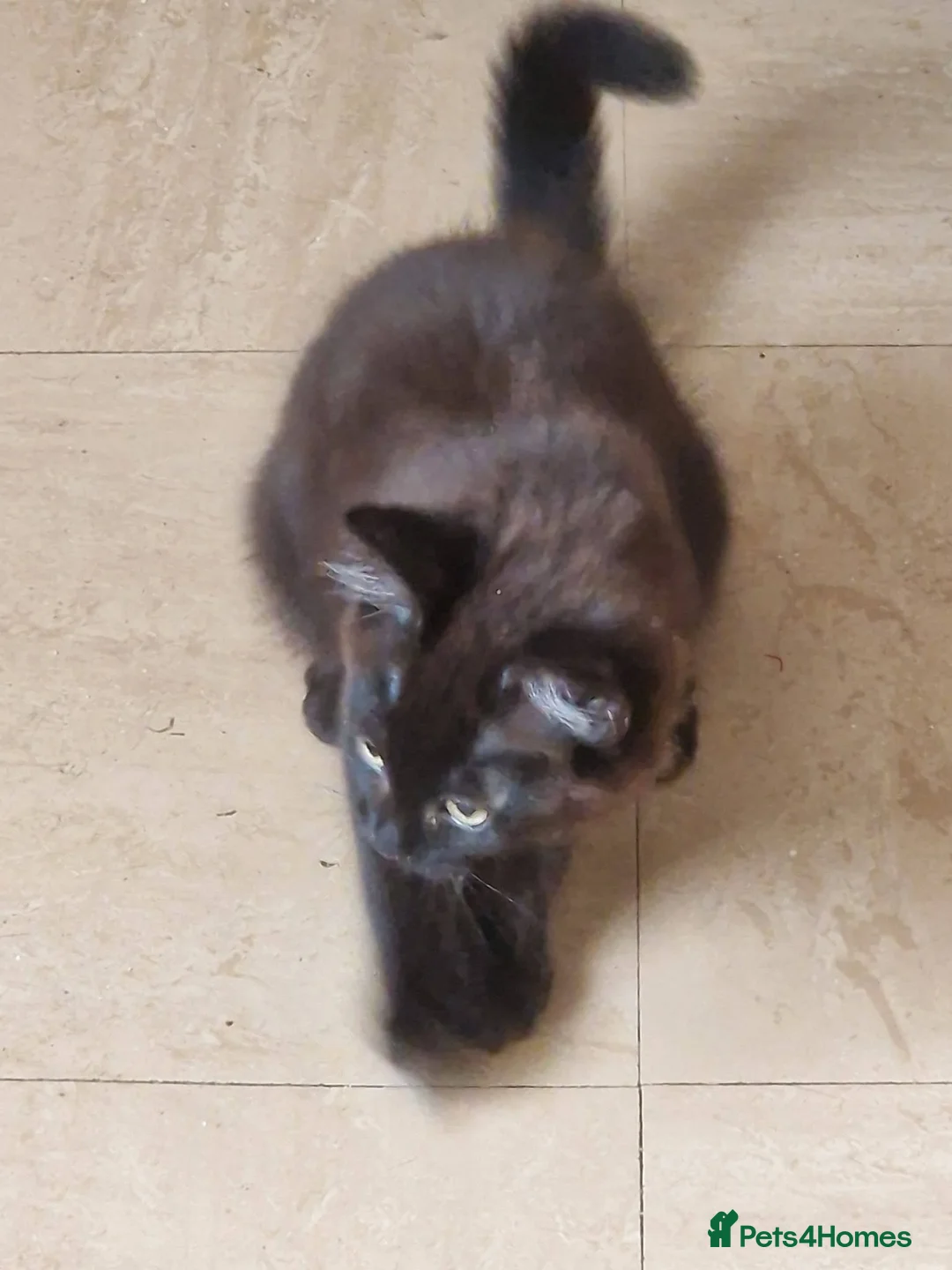 Mixed Breed cats for sale: 2 beautiful mixed siberian kittens left for sale - Advert 2