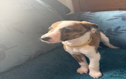 Whippet dogs for sale: 8 WHIPPET PUPPIES   - Image 32