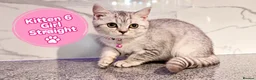 Scottish Fold cats for sale: 🐾 Beautiful Scottish Fold & Scottish Straight🐾 - Advert 39