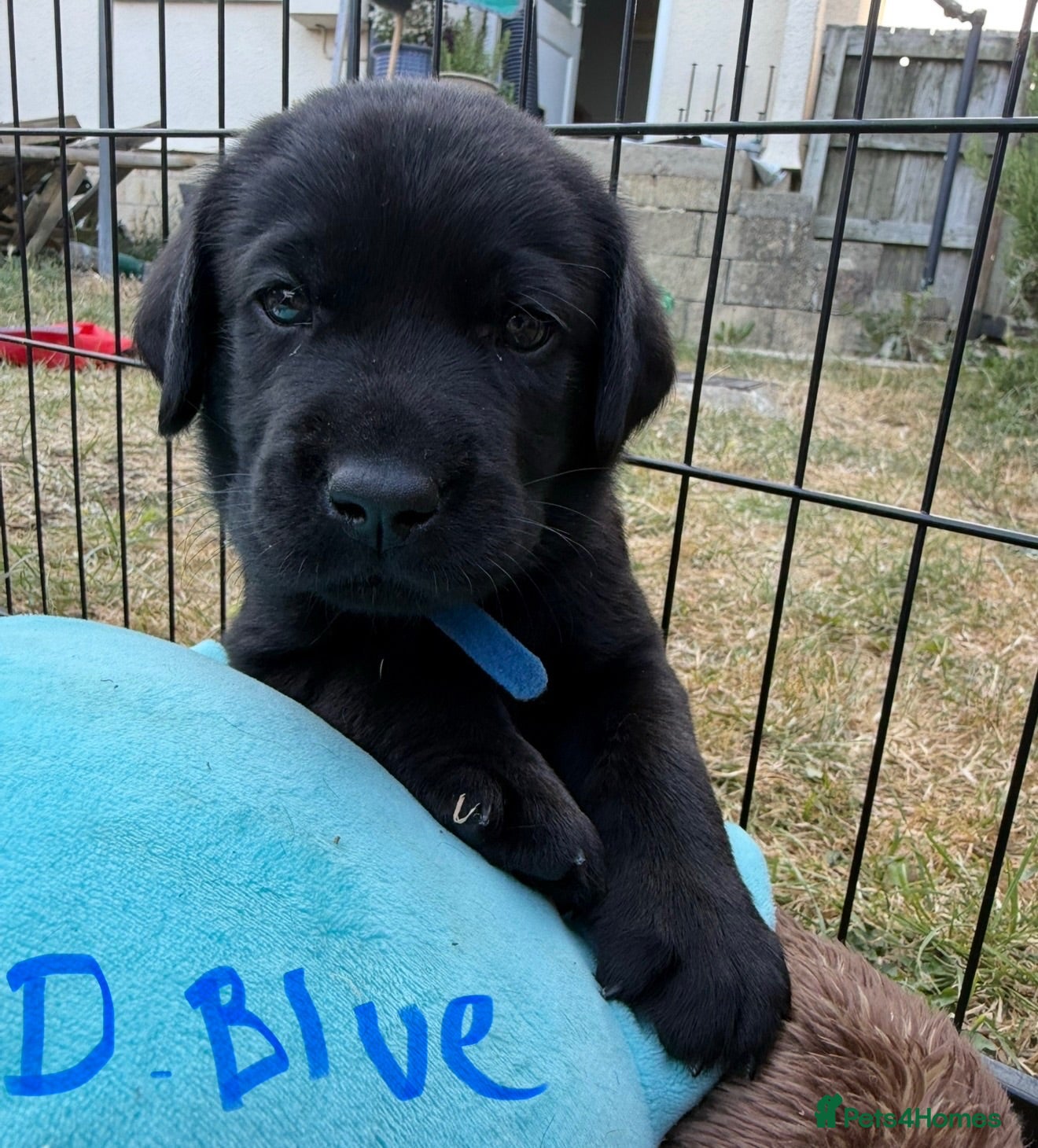 Labrador Retriever dogs 9 gorgeous KC registered black Labrador retrievers - Advert 1