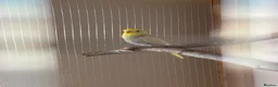 Budgerigars birds for sale: Budgies in Bishop Auckland - Advert 1