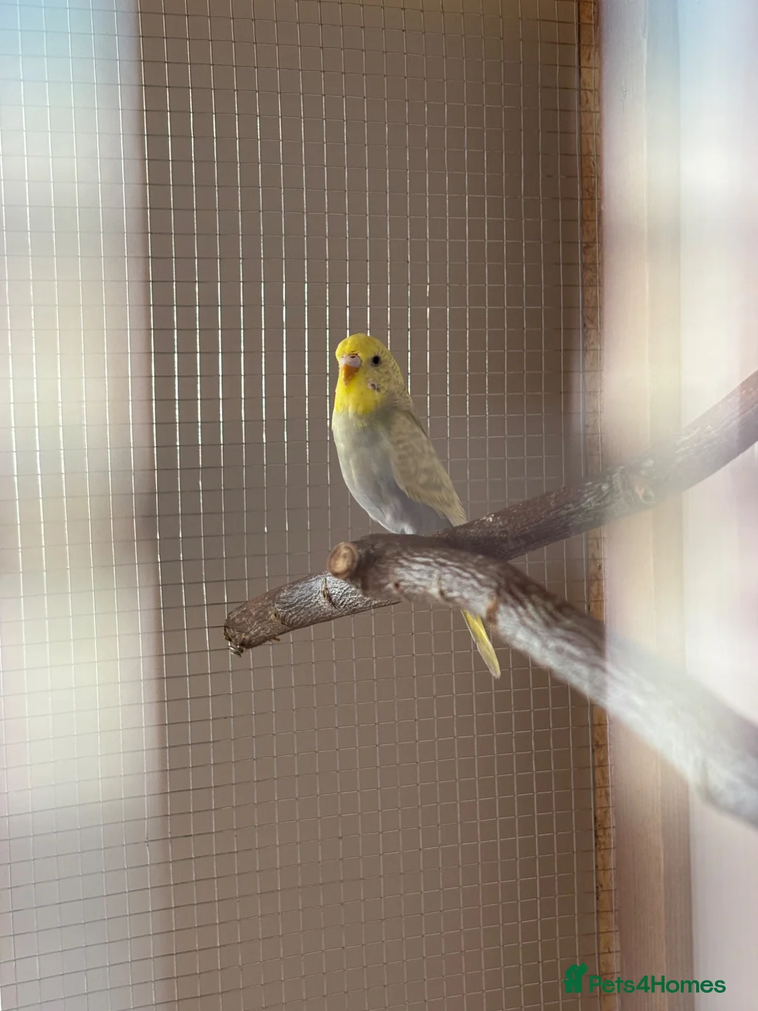 Budgerigars birds for sale: Budgies in Bishop Auckland - Advert 1
