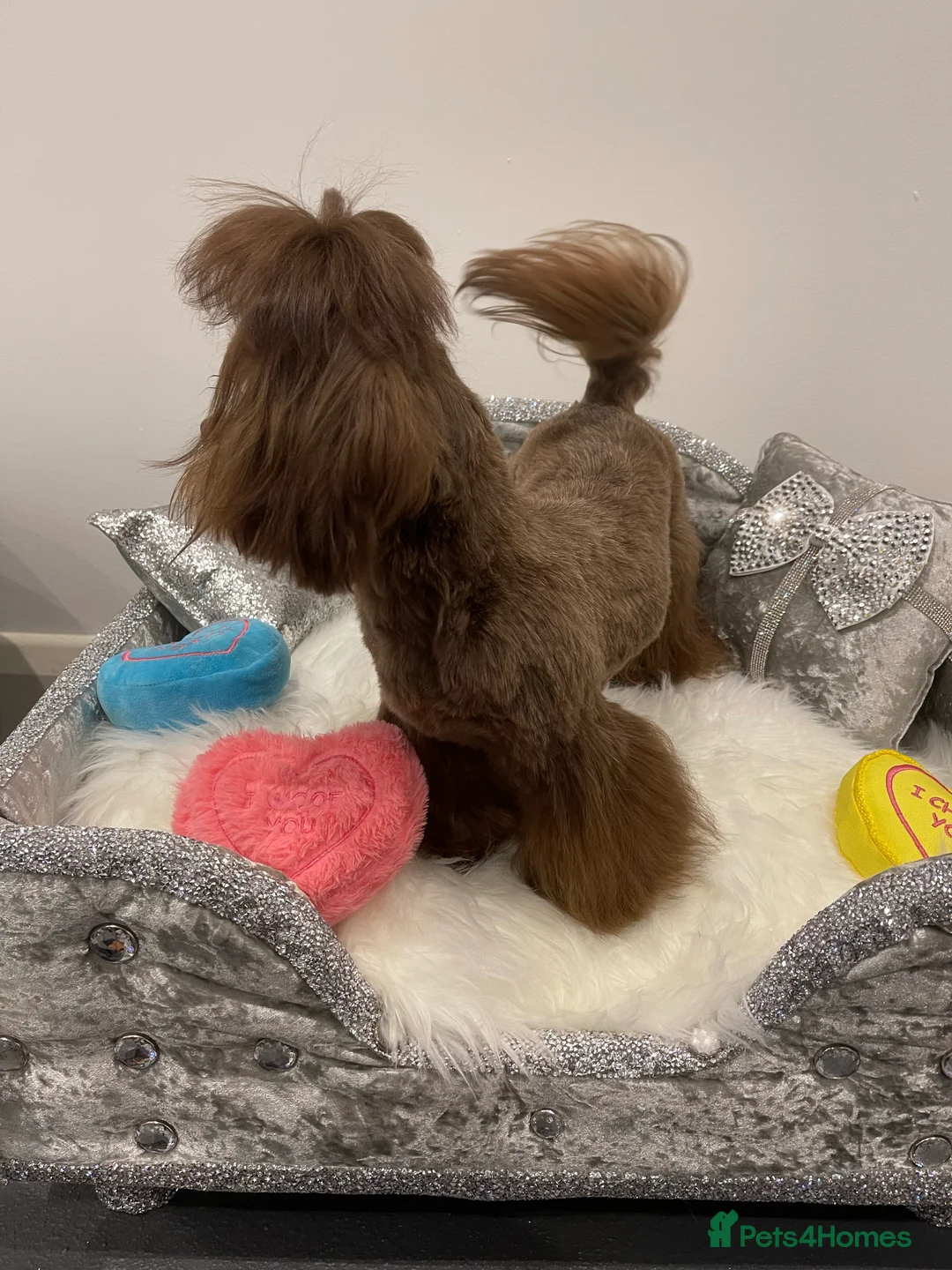 Shih Tzu dogs for stud: STUNNING CHOCOLATE IMPERIAL SHIHTZU OPEN AT STUD in Grays - Advert 11