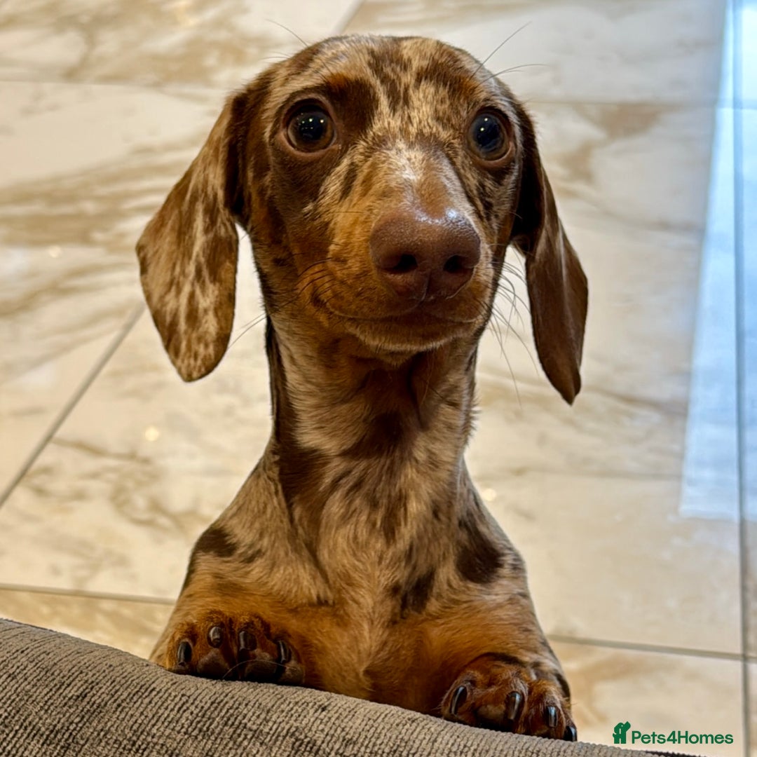 Miniature Dachshund dogs for stud: Chocolate Dapple Miniature Dachshund for Stud - Advert 2