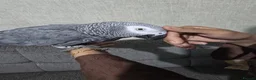 Parrots birds for sale: Tame African grey  - Advert 4