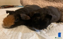 Guinea Pig rodents for sale: Well handled skinny pigs.  - Advert 4