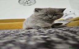 Scottish Fold cats for sale: SF 2 males available  - Image 13