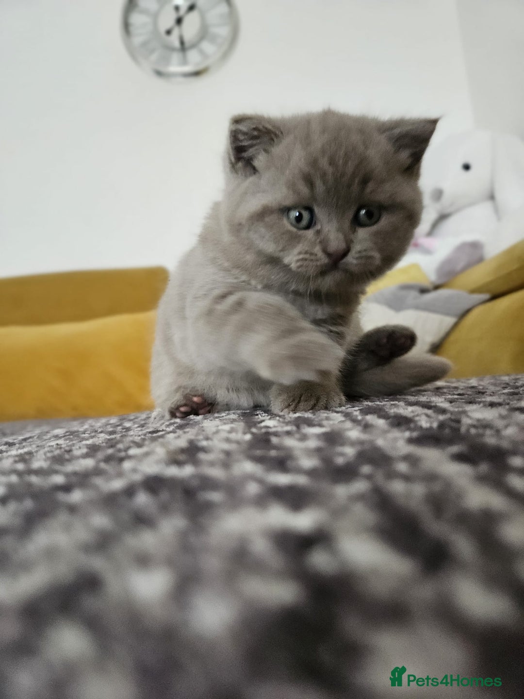 Scottish Fold cats for sale: SF 2 males available  - Image 13