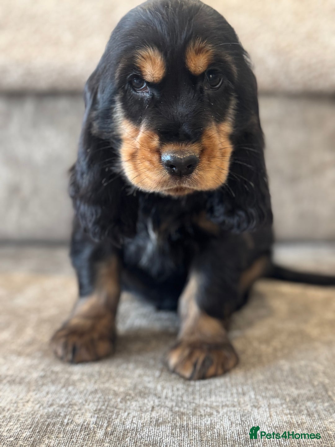 Cocker Spaniel dogs for sale: BEAUTIFUL SHOW TYPE COCKER SPANIELS  - Image 5