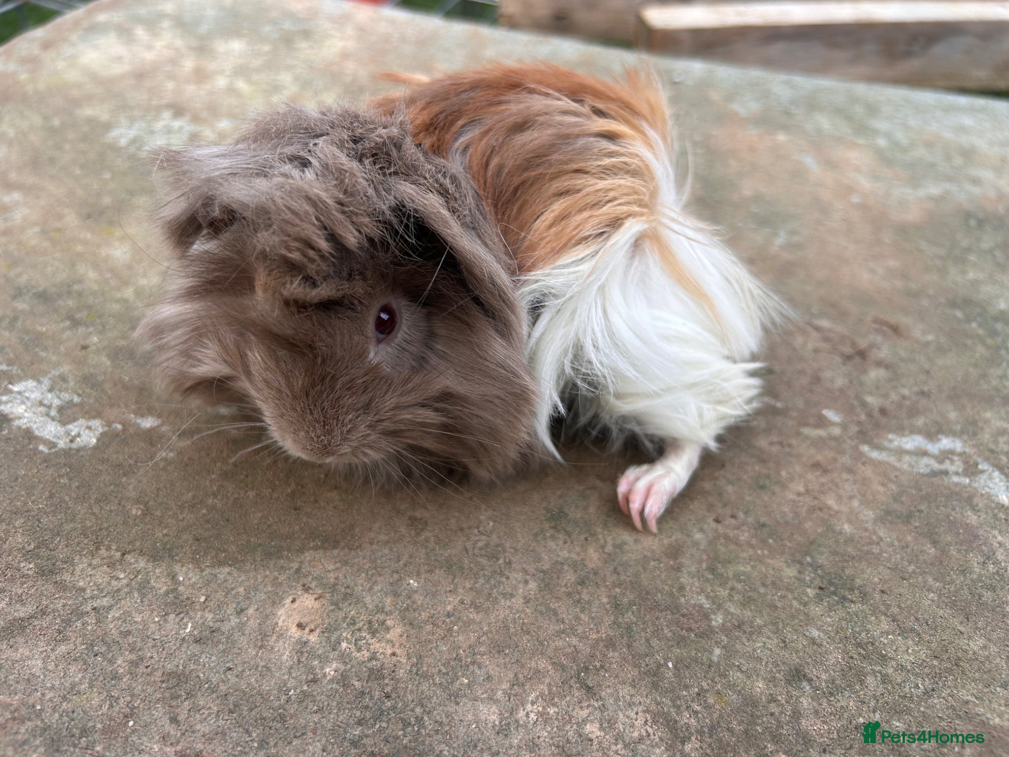Guinea Pig rodents Beautiful long haired guinea pigs to reserve  - Advert 2