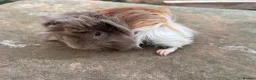 Guinea Pig rodents for sale: Beautiful long haired guinea pigs to reserve  - Advert 2