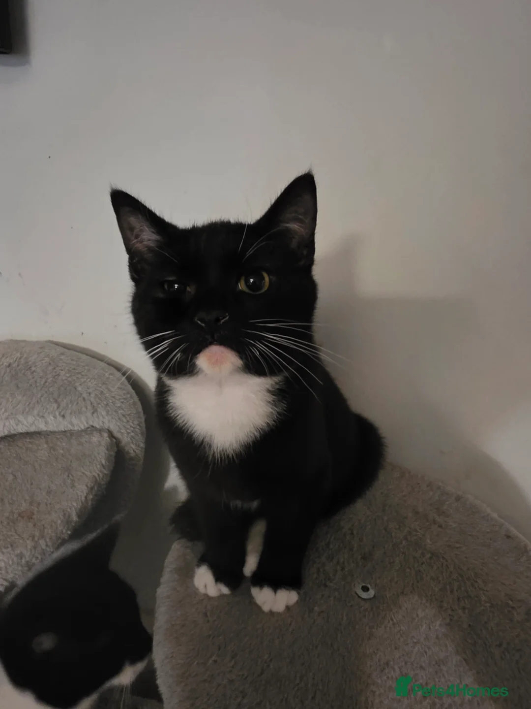 Domestic Shorthair cats for sale: male domestic shorthair kittens - Advert 3